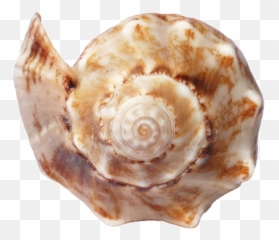 Shore Seashell Sand Mollusc Shell Canvas Print - Spiral Shaped Seashell Emoji,Seashell Emoji