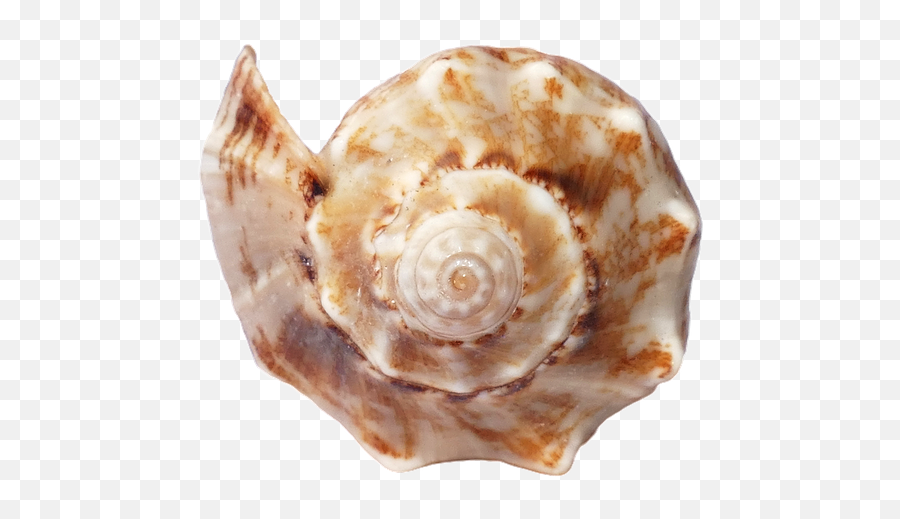 Shore Seashell Sand Mollusc Shell Canvas Print - Spiral Shaped Seashell Emoji,Seashell Emoji