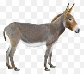 The Newest Mule Stickers On Picsart - Donkey Hd Emoji,Mule Emoji