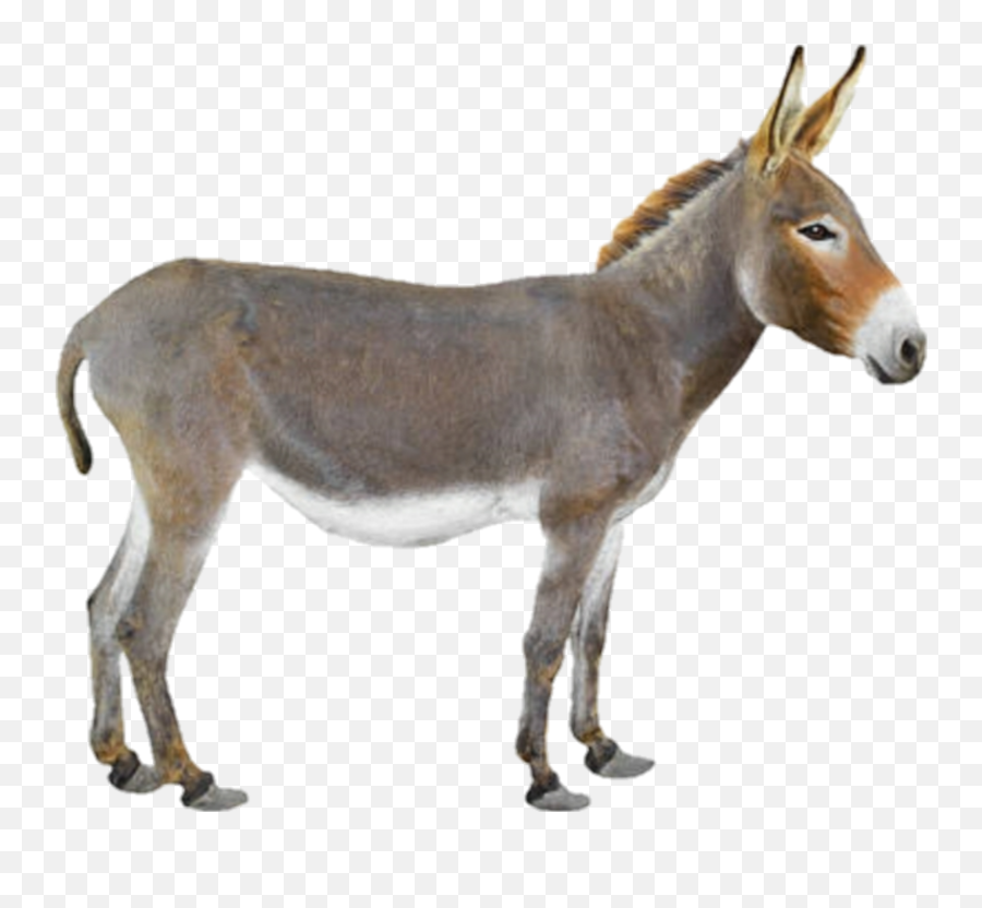 The Newest Mule Stickers On Picsart - Donkey Hd Emoji,Mule Emoji