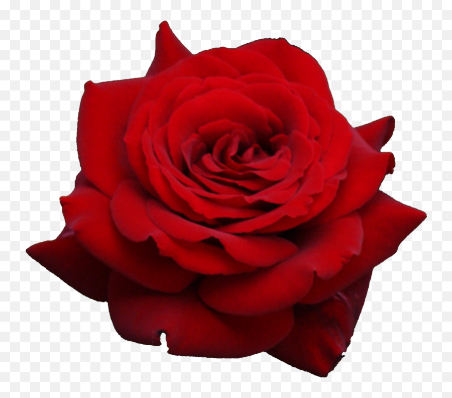 Download Free Png Red Rose Png Image - Red Rose Clip Art Transparent Emoji,Rose Emoji Transparent