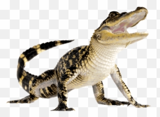 Head Png And Vectors For Free Download - Alligator With Transparent Background Emoji,Stonehead Emoji
