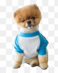 1000 Awesome jifpom Images on PicsArt - Pomeranian Emoji