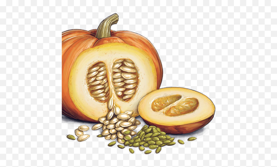 Download Hd Pumpkin Seeds Png Transparent Images - Sprout Pumpkin With Seeds Png Emoji,Sprout Emoji