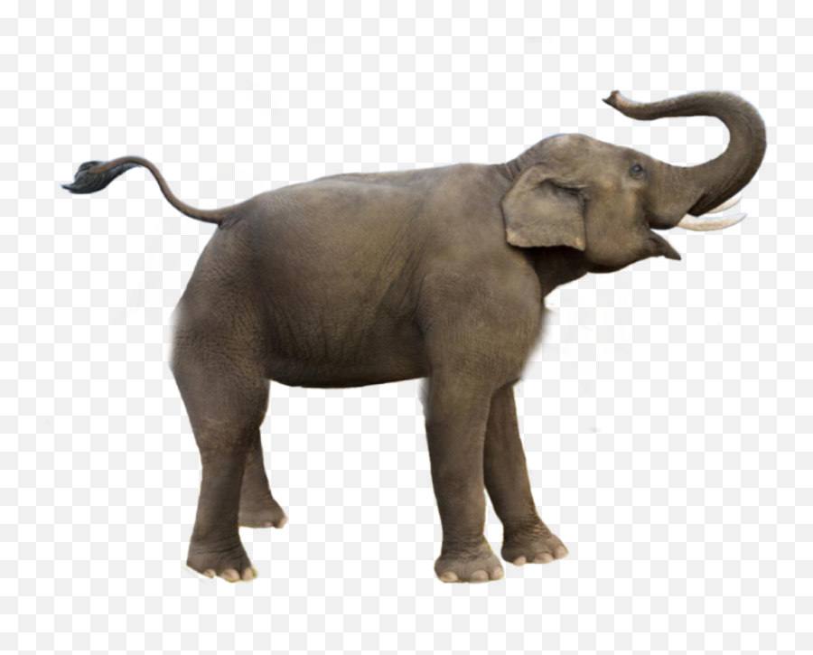 Animals Elephant Elephants Wildlife Safari Animal - Fil Kuyruu Emoji,Elephant Emoji