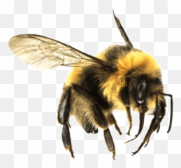 Bee Png And Vectors For Free Download - Bees Transparent Emoji