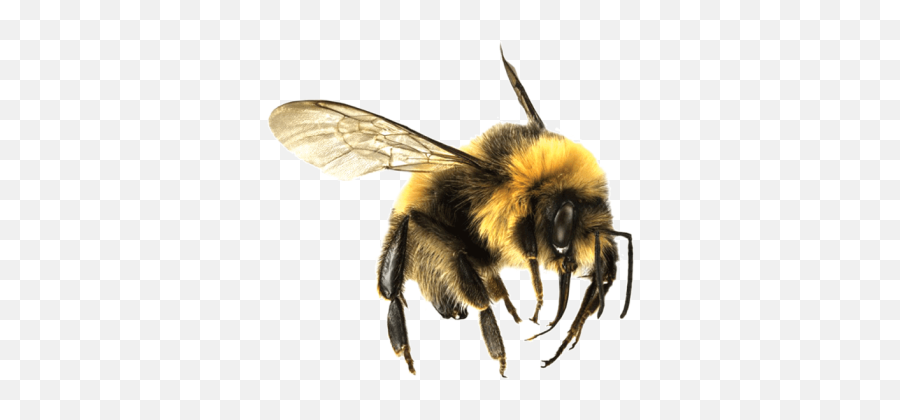 Bee Png And Vectors For Free Download - Bees Transparent Png Emoji,Bumble Bee Emoji
