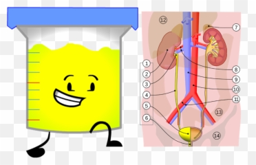 A Comprehensive Guide To Marijuana In Sport - Urinary System By Jordi March Emoji,Weed Emoticon