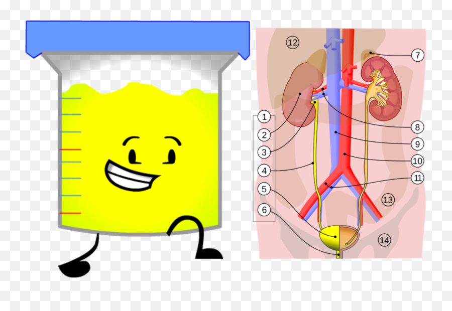 A Comprehensive Guide To Marijuana In Sport - Urinary System By Jordi March Emoji,Weed Emoticon