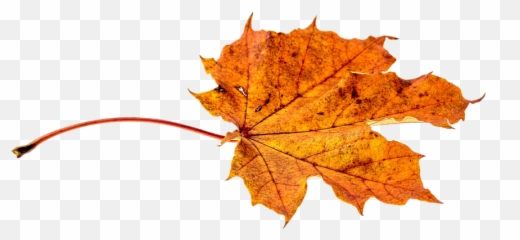 Autumn Leaves Leaf - Fall Png Emoji