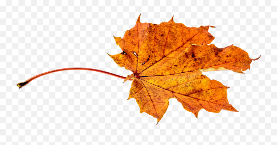 Autumn Leaves Leaf - Leaf Autumn Fall Png Emoji,Falling Leaves Emoji