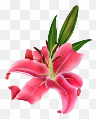 Lily Flower Png Transparent - Calla Lilies Emoji