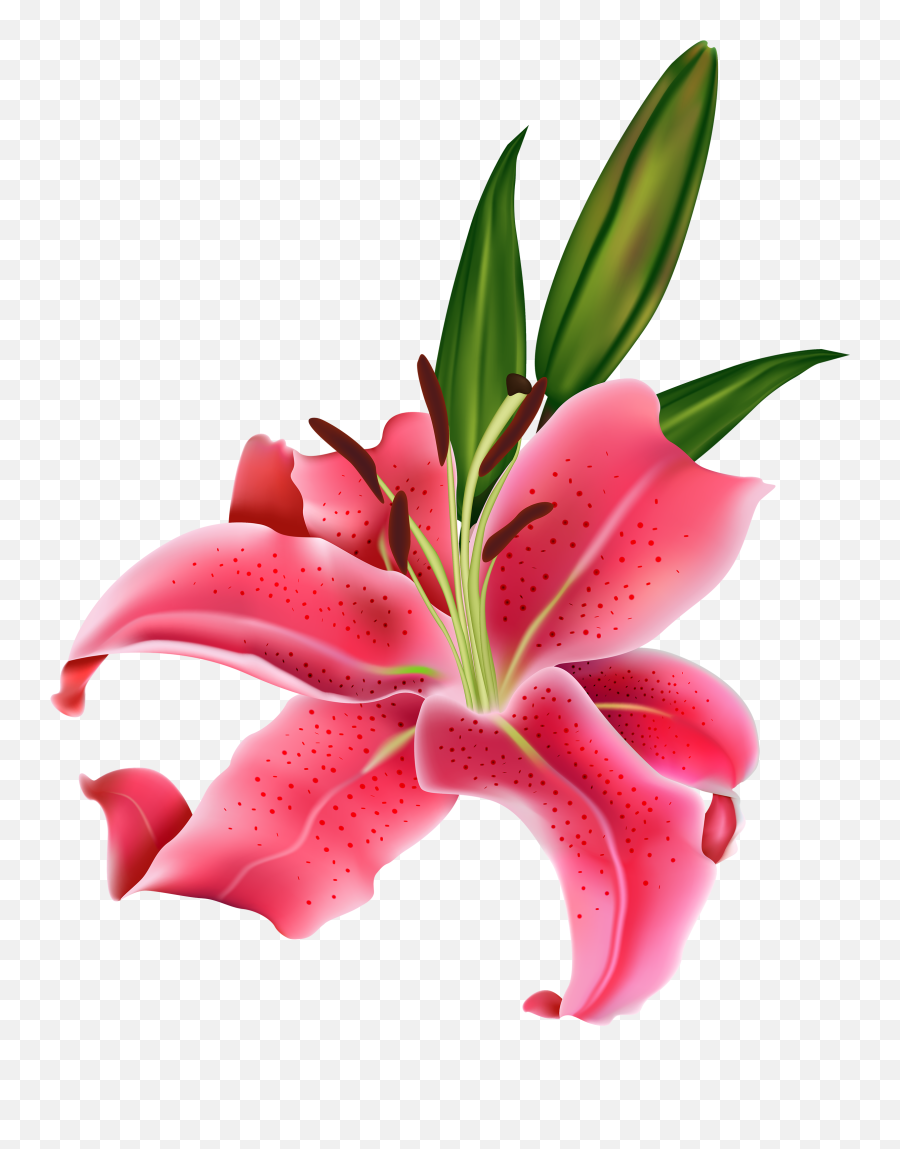 Lily Flower Png Transparent - Calla Lily Lilies Flower Png Emoji,Lilly Emoji