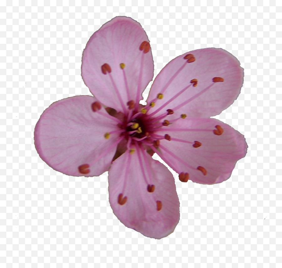 Blossom Cliparts - Cherry Blossom Single Flower Emoji,Sakura Flower Emoji