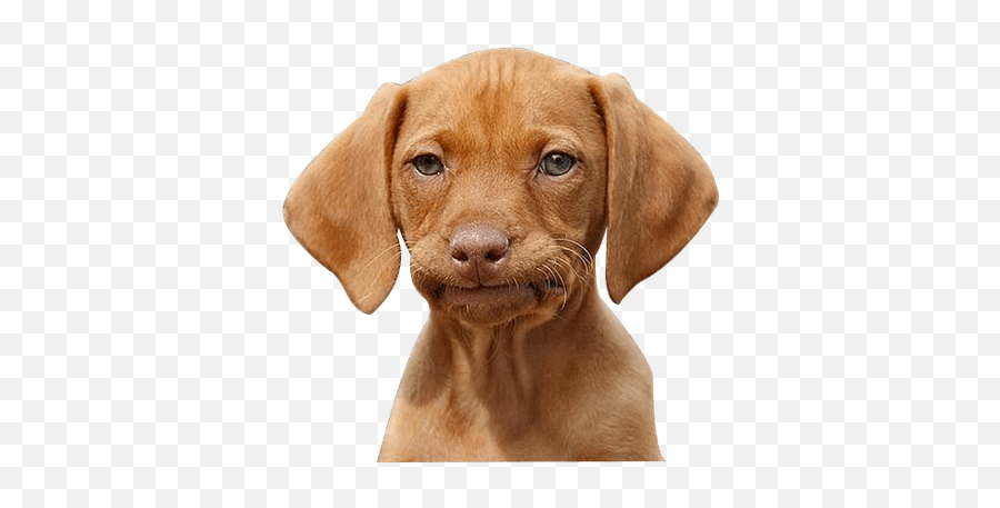 Dog Bone Clipart Pngs 48 Amazing Cliparts Dbcp - Vizsla Dog Meme Emoji,Dog Bone Emoji