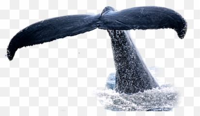 Largest Collection of Free - toEdit Stickers PicsArt Humpback Whale Emoji
