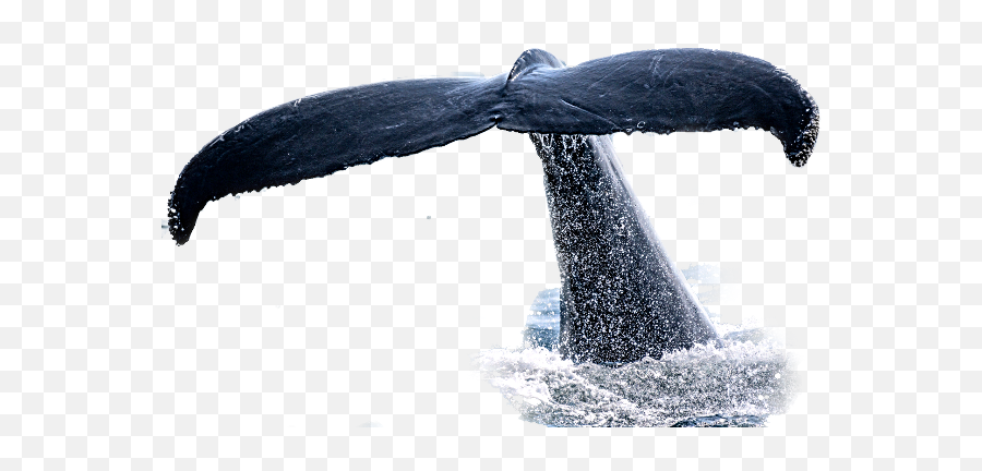 Largest Collection Of Free - Toedit Stickers On Picsart Humpback Whale Emoji,Emoji Free Whale