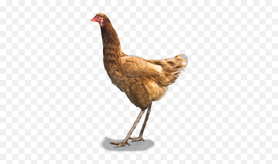 All Todays Ostrich Fanon Wiki Fandom - Country Chicken Png Emoji,Ostrich Emoji