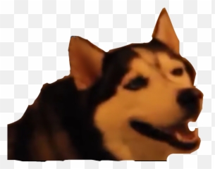 Popular And Trending Sneezing Stickers - Dog What Meme Emoji