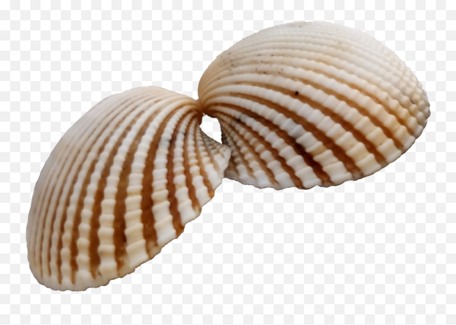 Seashell Oceanlife Beach Vipshoutout Sticker Made From - Shell Emoji,Seashell Emoji