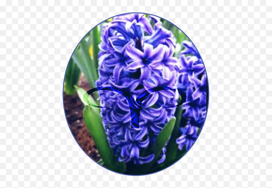 Zodiac Signs Stuff - As Flowersthis Is A Long Chapter Blue Hyacinth Emoji,Zodiac Sign Emojis