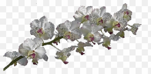 Separadores Encontrados En La Web Flowers White Flowers - Fleur Blanche Gif Transparent Emoji,Orchid Emoji