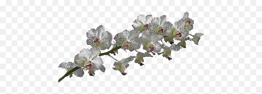 Separadores Encontrados En La Web Flowers White Flowers - Fleur Blanche Gif Transparent Emoji,Orchid Emoji