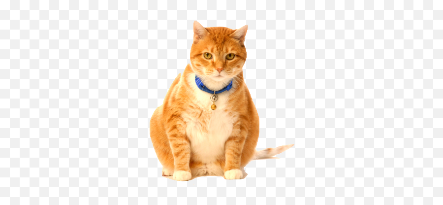 Fat Cat Transparent U0026 Png Clipart Free Download - Ywd Fat Cats Emoji,Dancing Cat Emoji