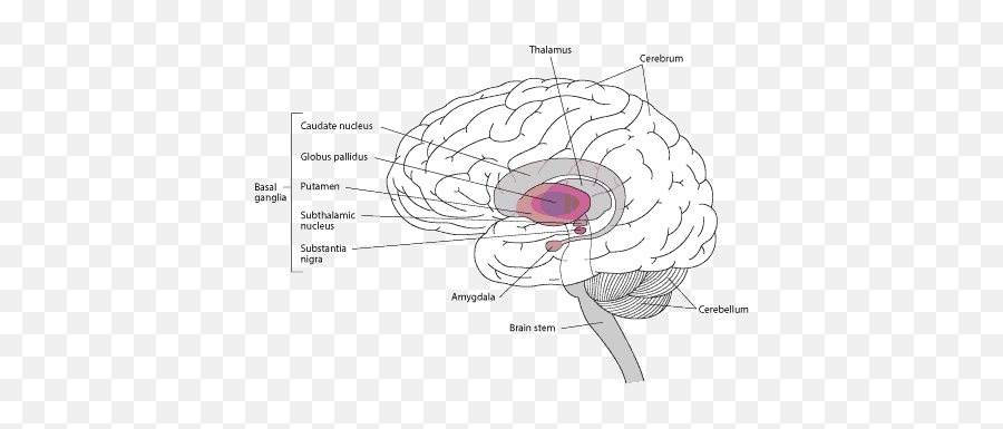 Download Movement Disorder Emergencies Diagnosis And - Part Of The Brain Does Disease Affect Emoji,Tahiti Flag Emoji