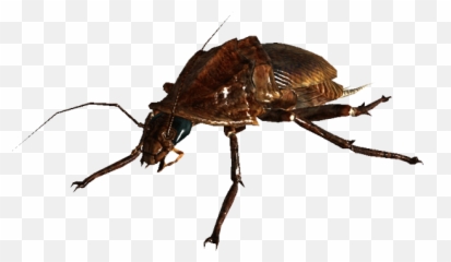 Trending Cockroaches Stickers - Fallout 3 Radroach Emoji,Cockroach Emoji