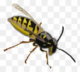 Wasp Drawing - Clipart Emoji