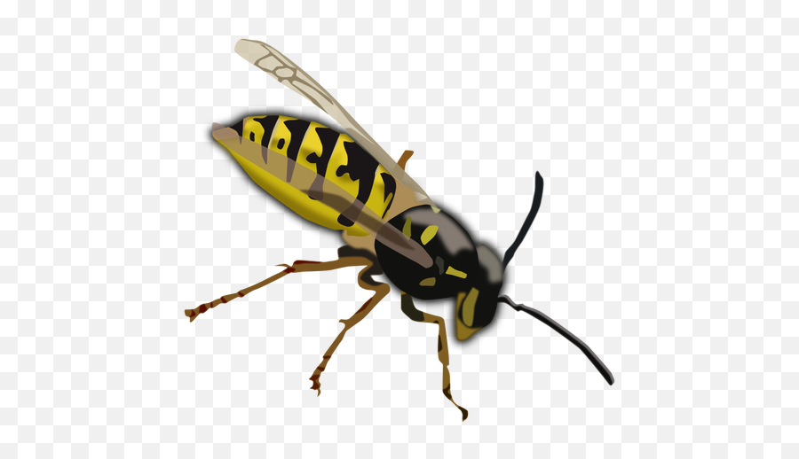 Wasp Drawing - Wasp Clipart Emoji,Emoji Mac Os X