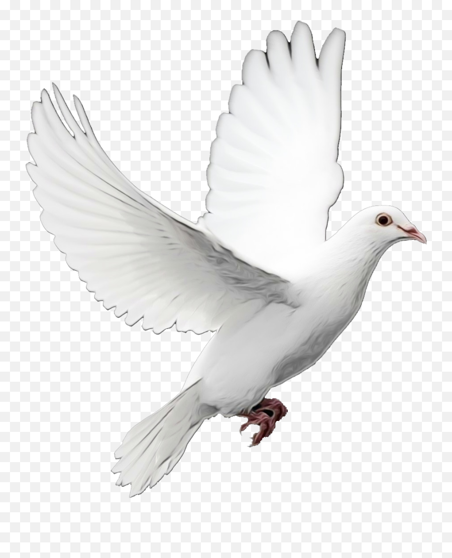 Pigeons And Doves Bird Doves As Symbols Portable Network - Dove With Transparent Background Emoji,Pigeon Emoji