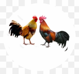 Largest Collection of Free - toEdit gallos Stickers PicsArt Rooster Emoji