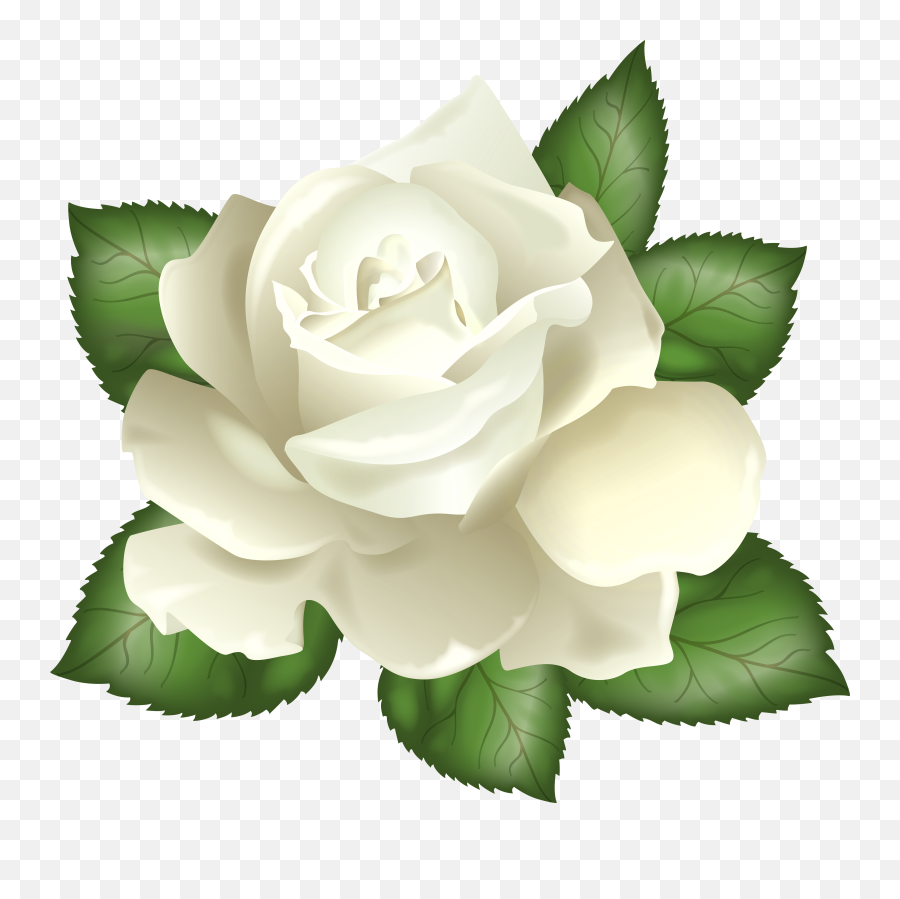 Invisible Background White Rose Clipart - Transparent White Rose Png Emoji,White Rose Emoji