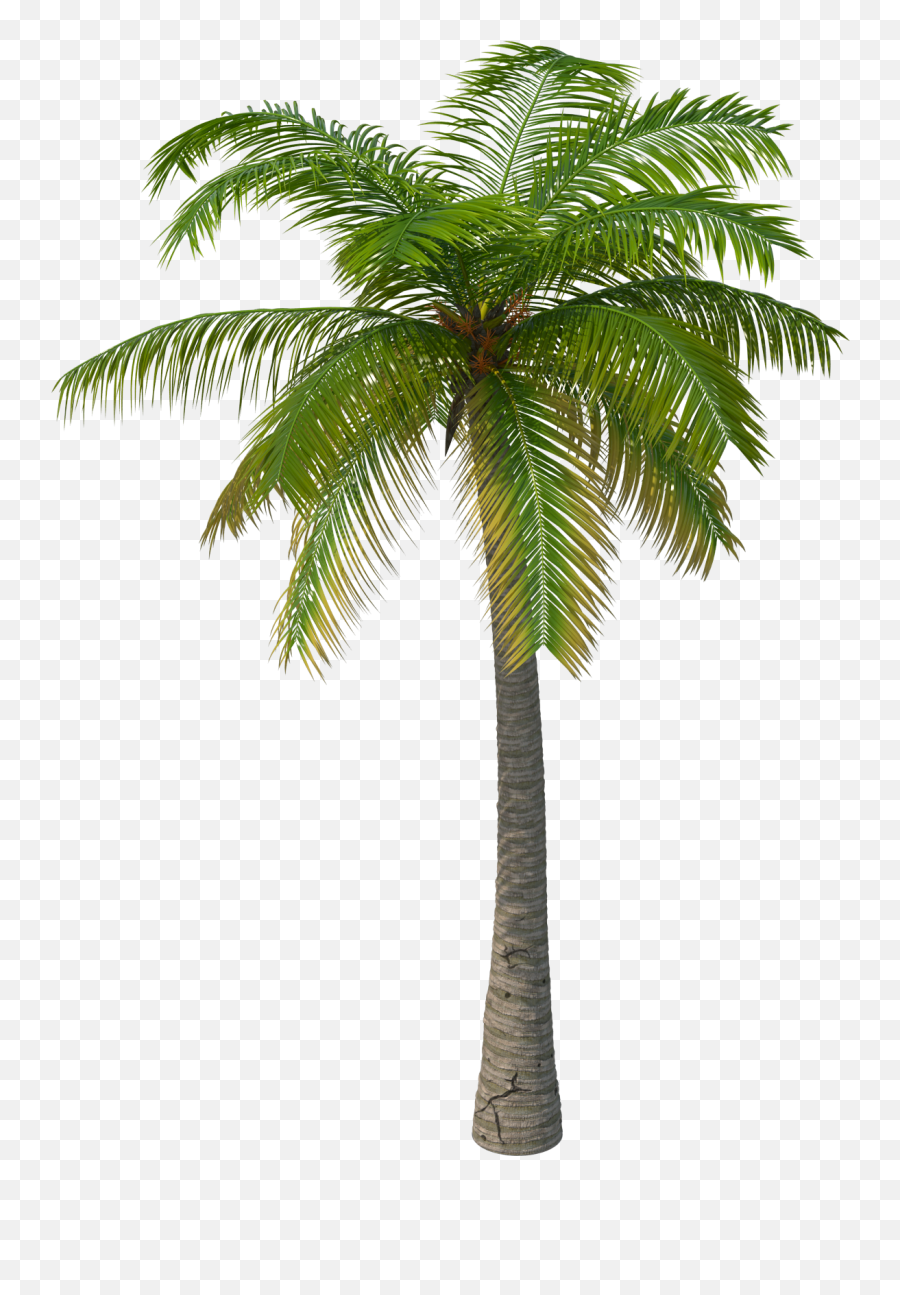 Download Palm Tree Png Image For Free - 3d Palm Tree Png Emoji,Palm Tree Emoticon