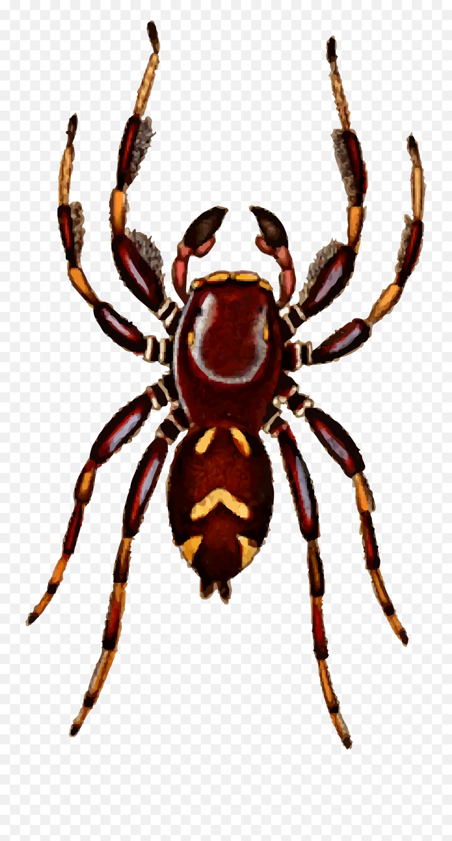 Spider Clipart Jumping Spider - Transparent Jumping Spider Clipart Emoji,Spider Emoji