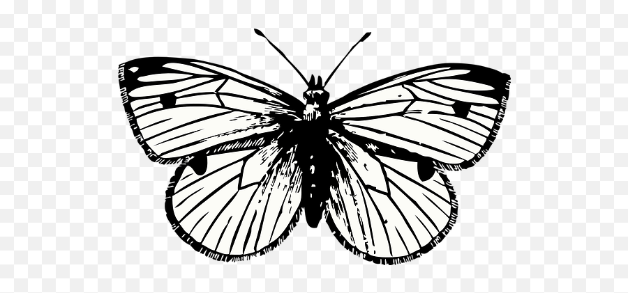 50 Free Caterpillar U0026 Worm Vectors - Pixabay Butterfly Tattoo Png Emoji,Butterfly Emoji