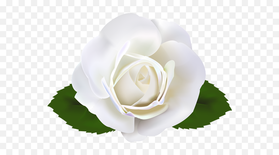 Garden Roses Clip Art - White Rose Clipart Png Emoji,White Rose Emoji