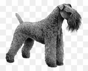 Kerry Blue Terrier - Png Emoji