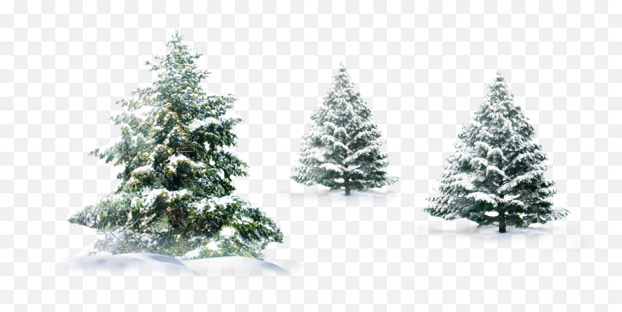 Pine Trees Stickers - Christmas Snow Tree Png Emoji,Pine Tree Emoji