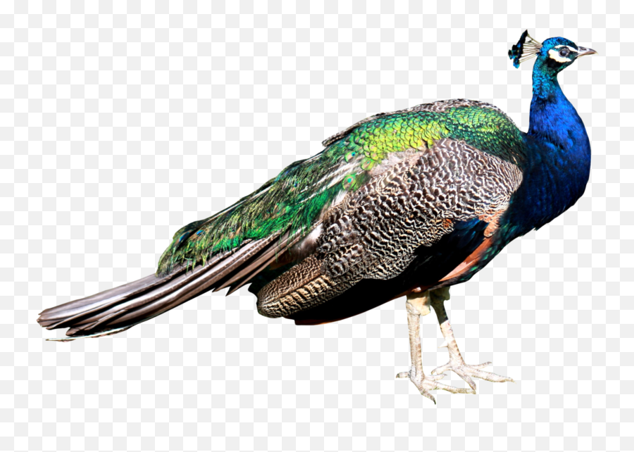 Bird Peacock Sticker - Peacock Images Png Hd Emoji,Peacock Emoji
