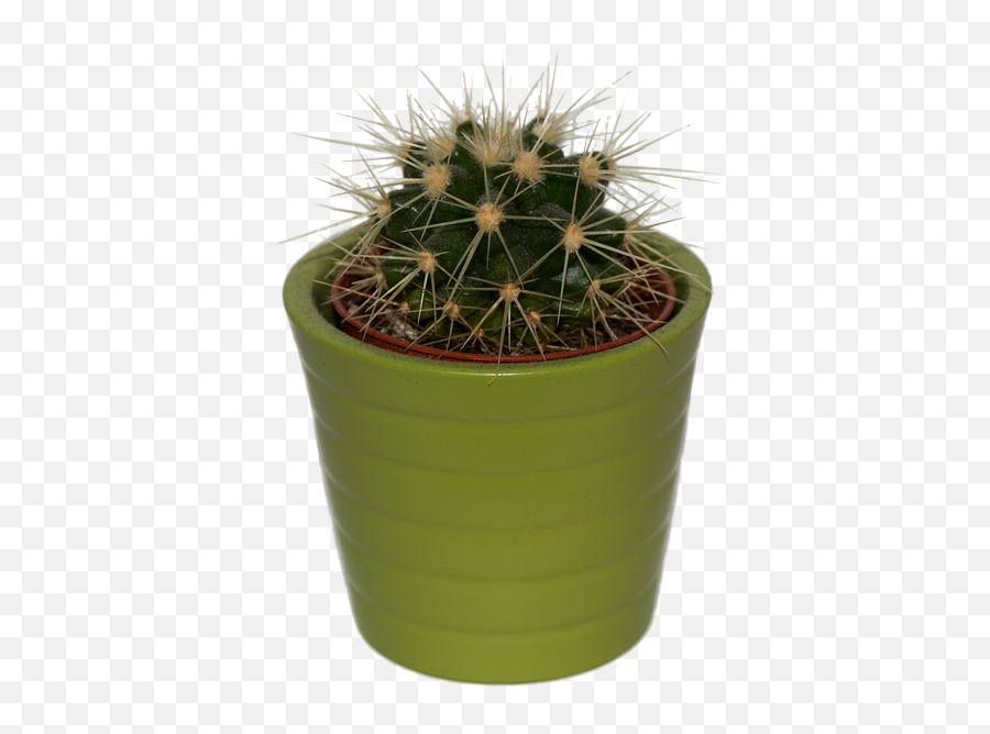 Cactus Plant Isolated - Cactus Emoji,1001 Stars Emoji