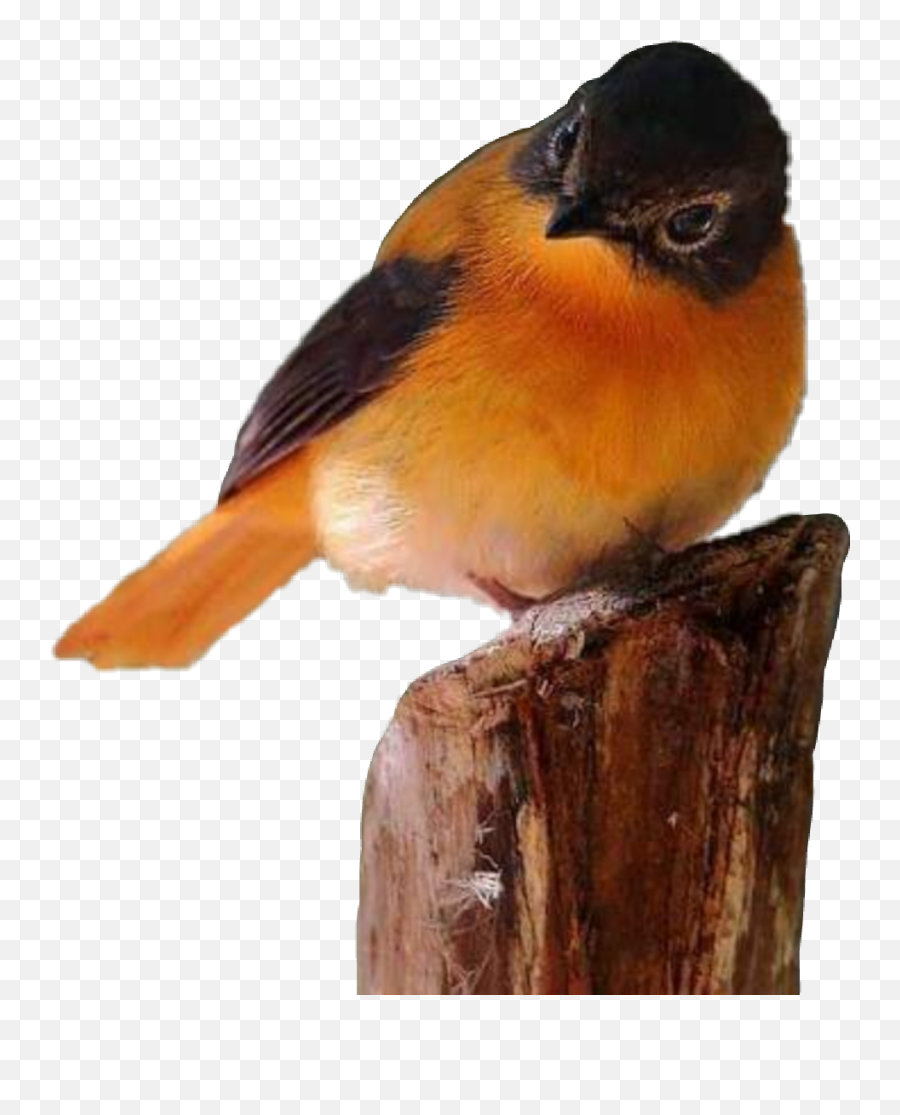 Tree Bird Ptaki - Black Orange Flycatcher Emoji,Oriole Emoji