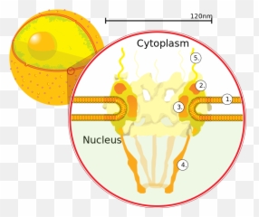 Nuclearpore - Envelope Ppt Emoji