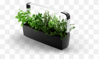 Tregren T - Keittiö Puutarha Emoji,Basil Emoji