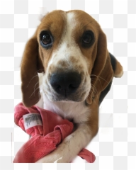 Beagle Bagel Freetoedit Emoji,Beagle Emoji
