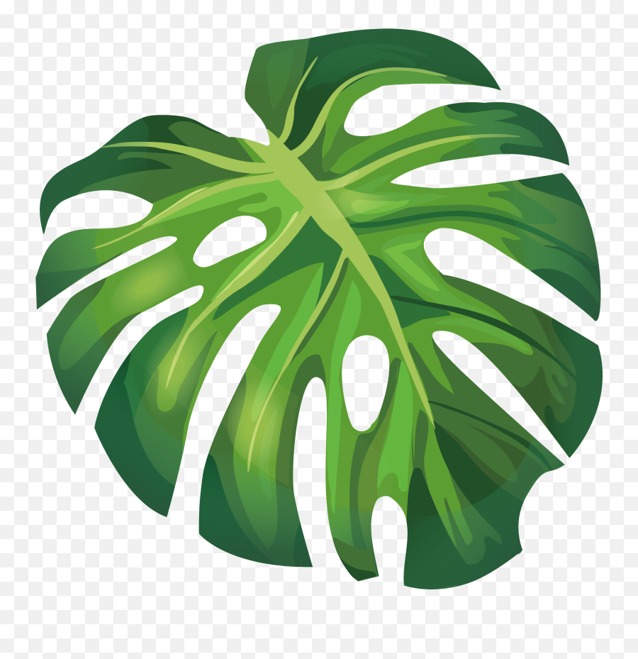 Euclidean Leaves Illustration Arecaceae - Summer Leaf Vector Png Emoji,Leaf Snowflake Bear Earth Emoji
