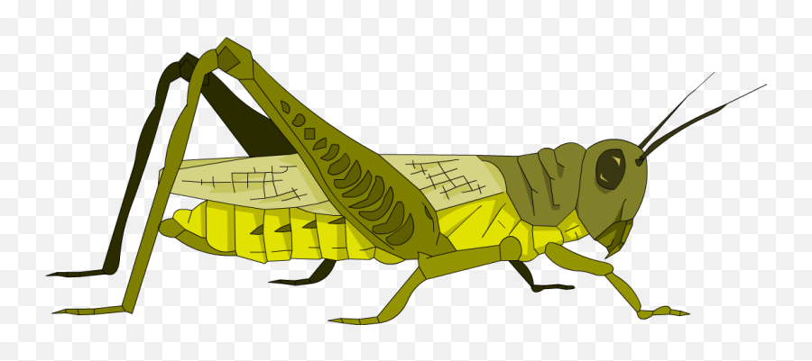 Cricket Animal Png - Cricket Clipart Free Download Grasshopper Emoji,Grasshopper Emoji
