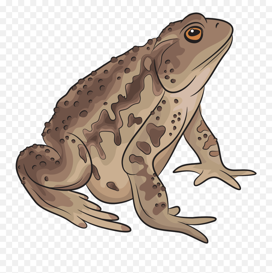 Asiatic Toad Clipart - Transparent Background Toad Clipart Emoji,Toad Emoji